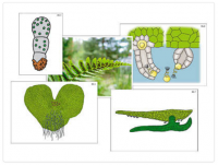 Модель-аппликация "Размножение папоротника" (ламинированная)