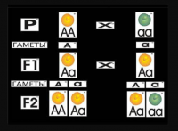 Модель-аппликация "Моногибридное скрещивание" (ламинированная)